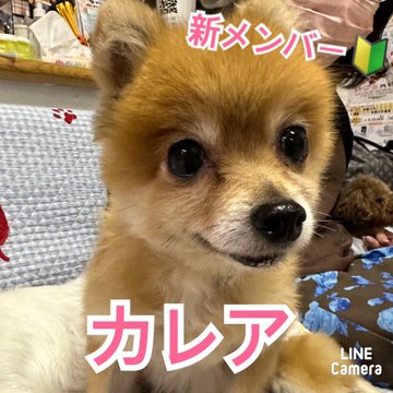 🐾新メンバー🔰ご紹介🐾2023,9,28【保護犬カフェ天神橋店】